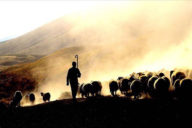 Yabancı çoban istihdamının, sektöre nefes aldırması bekleniyor