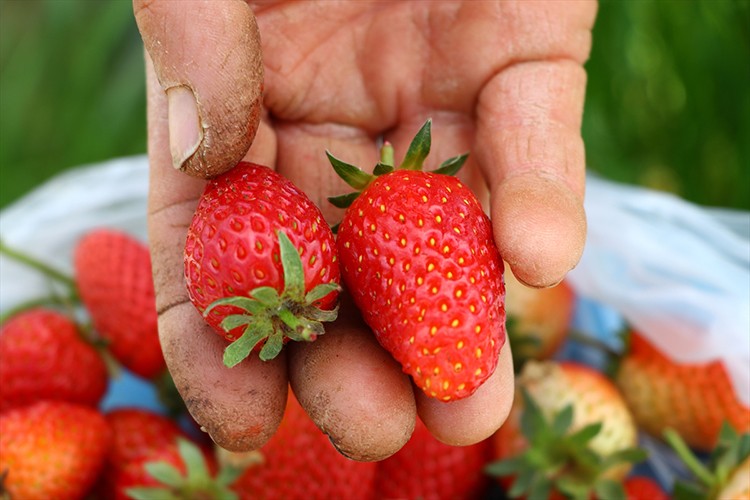 Tadımlık diye ekti girişimci oldu