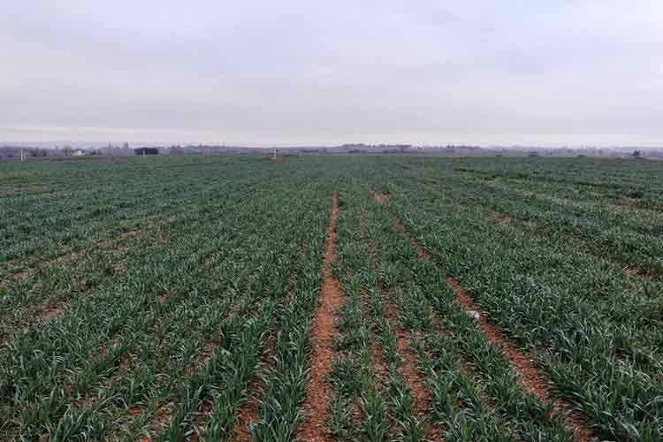 Buğday filizleri çimen boyunda kaldı