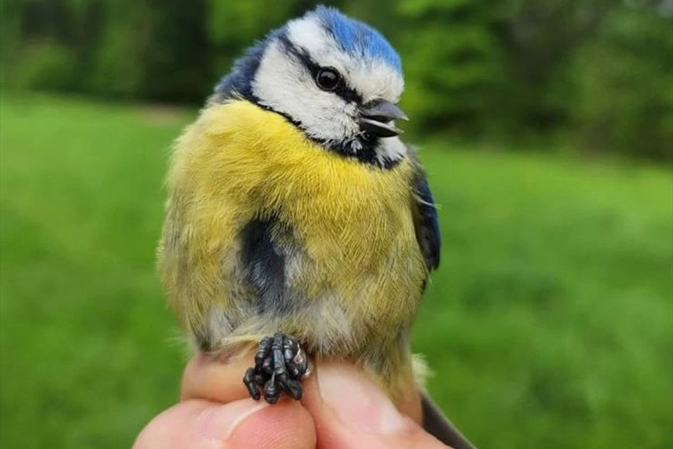 Ormanya'da kuş halkalama istasyonu kuruldu