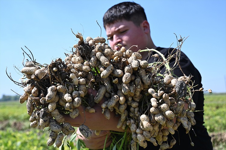 Osmaniye'nin tescilli yer fıstığında hasat mesaisi başladı