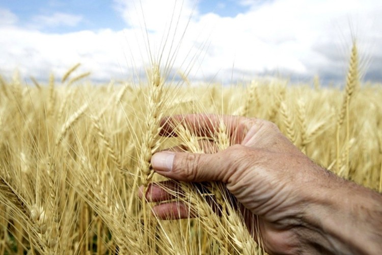 Gıda krizi kapıyı çalabilir