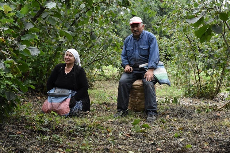 Ordu'da fındık hasadı resmen başladı
