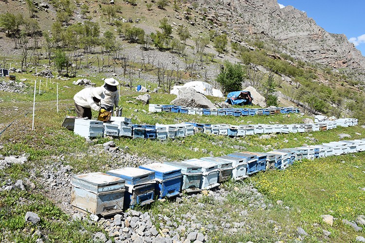 Hakkari'deki çiçek balı üreticileri yeni sezondan umutlu