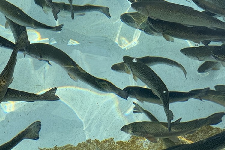 Doğu Karadeniz'in su ürünleri ihracatı geliri 4 ayda yüzde 51 arttı