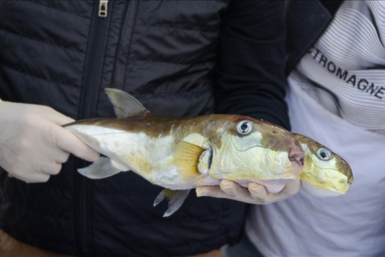 Balıkçılar zehirli balon balığına karşı desteklerin sürdürülmesini talep ediyor