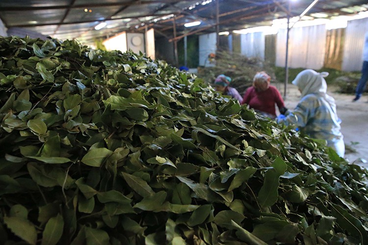 Defne fideleri Muğlalı çiftçilere gelir kapısı oldu