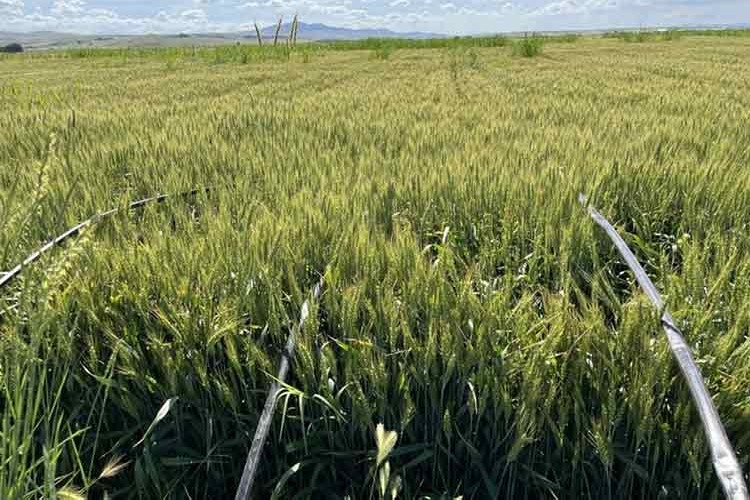 Damla Sulamayla Buğday Üretimi