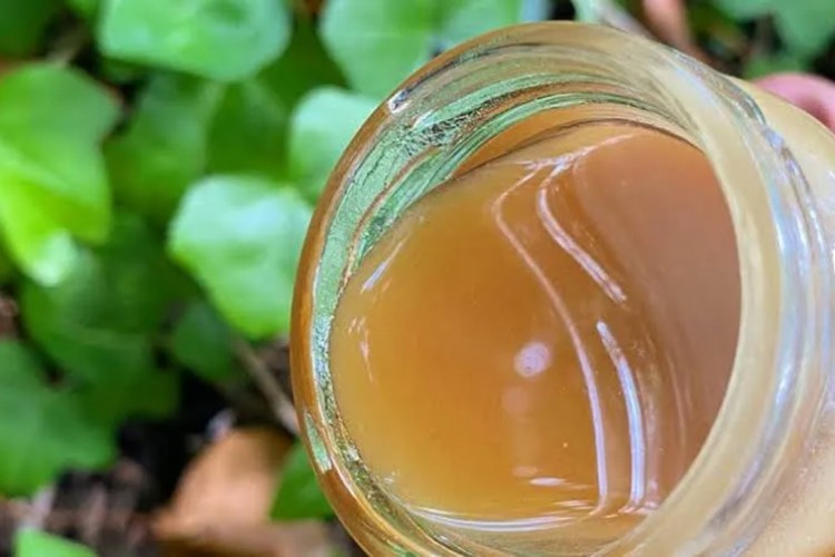 Köyceğiz'de sığla yağı üretimi başladı