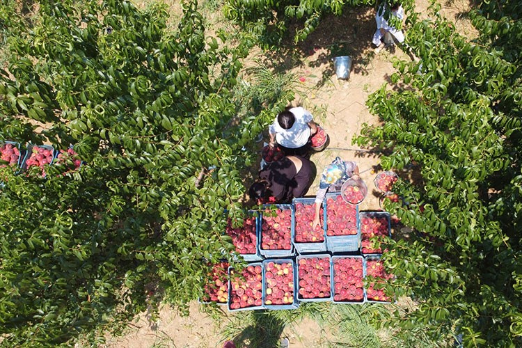 Osmaneli şeftalisi yurt dışından da talep görüyor