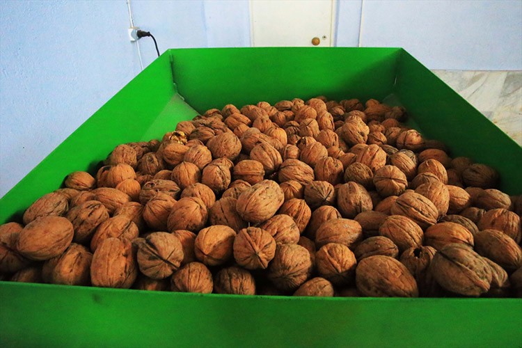 3 ton ceviz işleme kapasitesine sahip tesis kuruldu