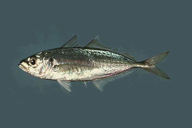 Ülkemizde Su Ürünleri Yeterince Tüketiliyor mu?