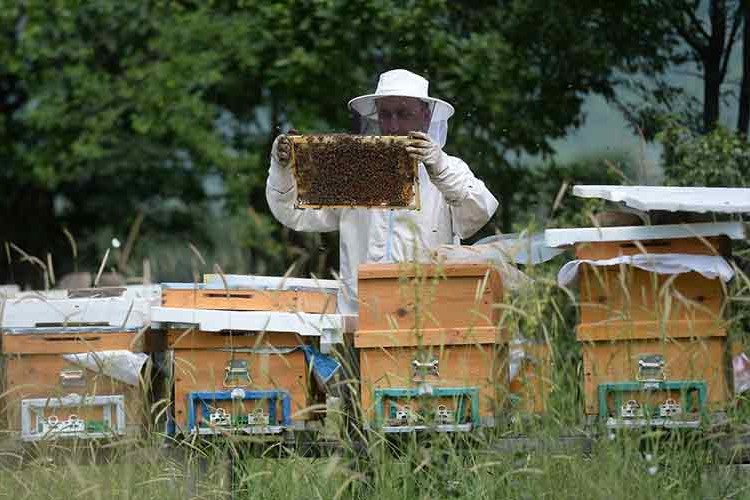 Yenice ormanlarında üretilen ıhlamur balı coğrafi işaret aldı