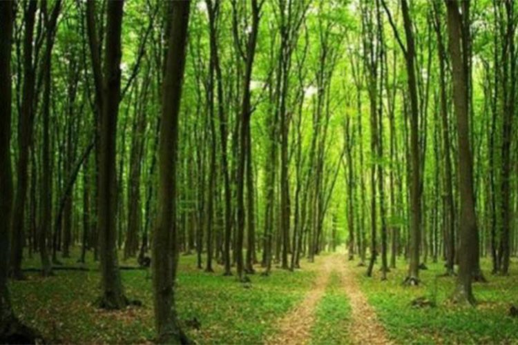 Banvit BRF Ormanları 60 bin ağaca ulaştı