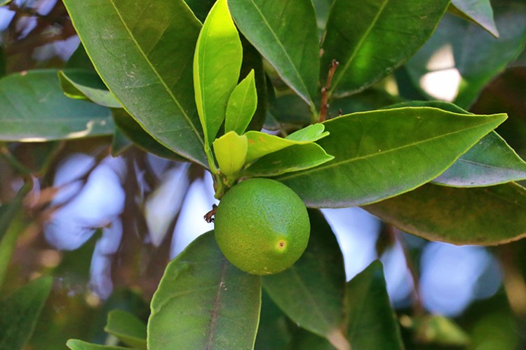 Rota narenciyeye döndü