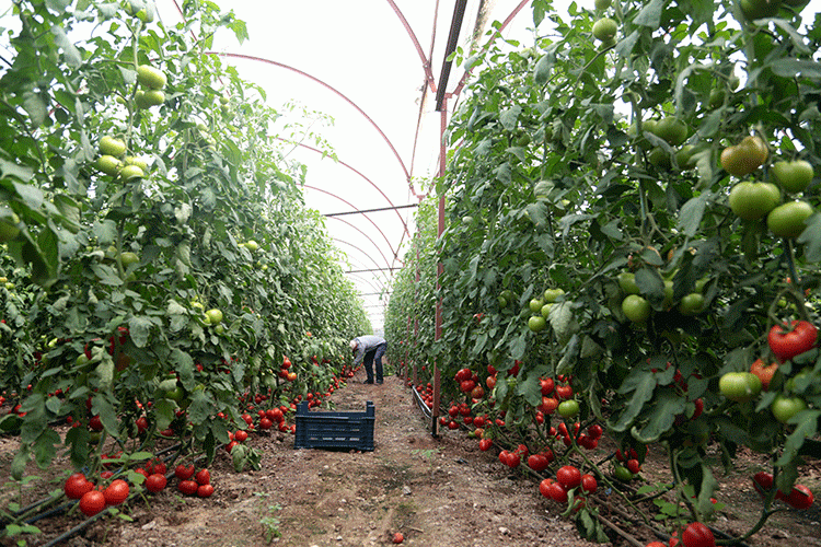 Göçtüler OSB kuracaklar