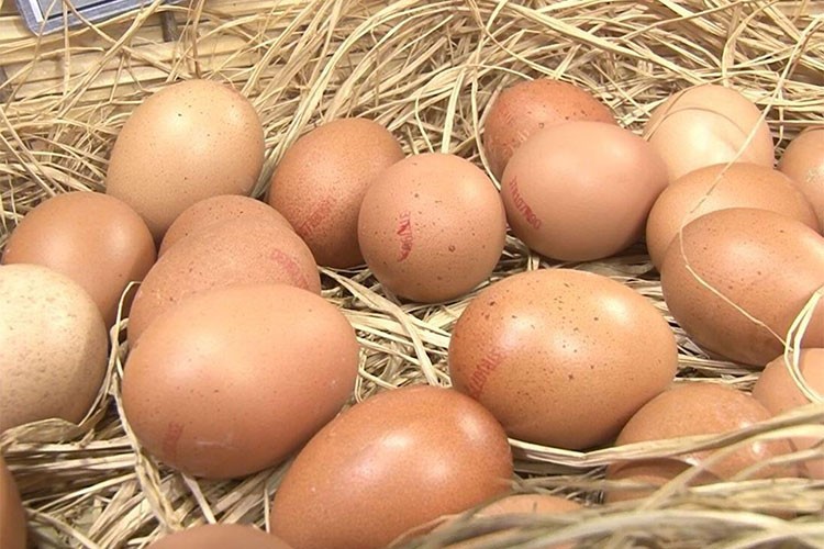 ABD'deki kuş gribi krizi Türk yumurtasına talebi artırdı