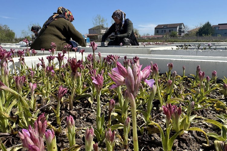 Özel izinle üretilen salep orkidesinde hasat mesaisi