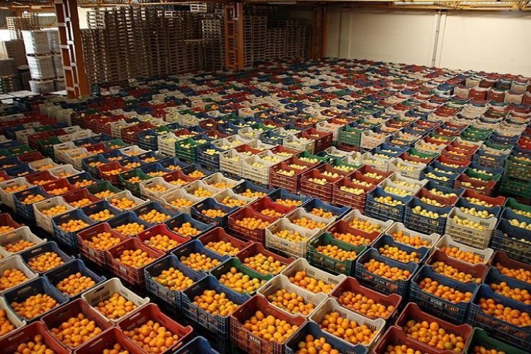 Ege'den 1,5 milyar dolarlık yaş sebze ve meyve ihracatı
