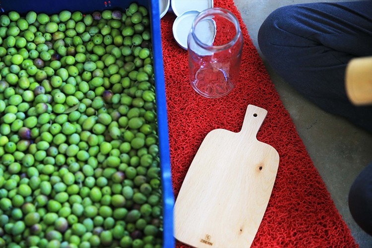 Muğla'da 600 dönümlük zeytin bahçesinde hasat yapıldı