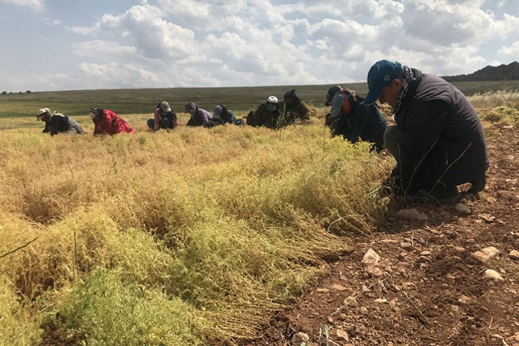 Kırmızı mercimek üretiminde yüksek rekolte beklentisi