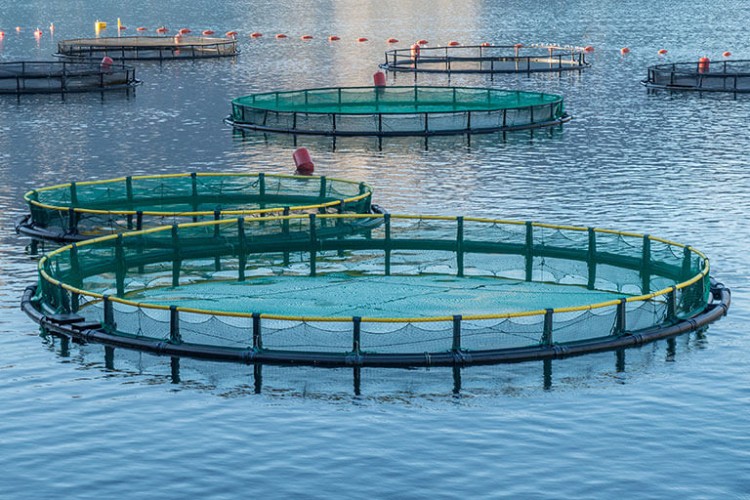 Türkiye'nin su ürünleri üretimi 2022'de yüzde 6,2 arttı