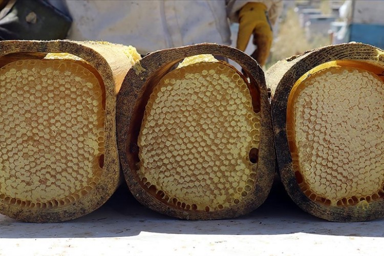 Doğu Karadeniz'in 10 aylık bal ihracatı yüzde 81 arttı