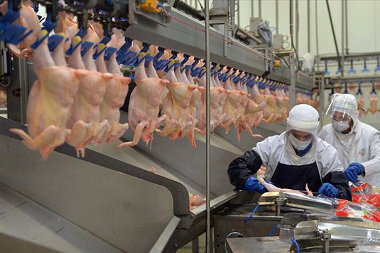 Tavuk eti üretimi yüzde 1,5 azaldı