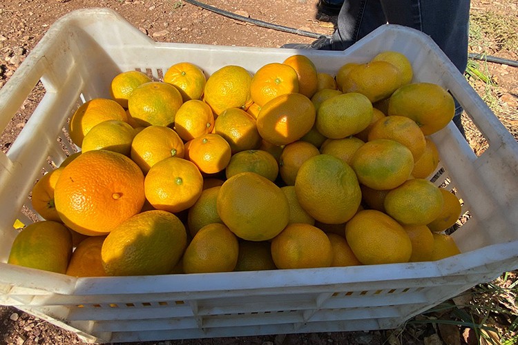 Mandalina ihracatında hedef 500 milyon dolar