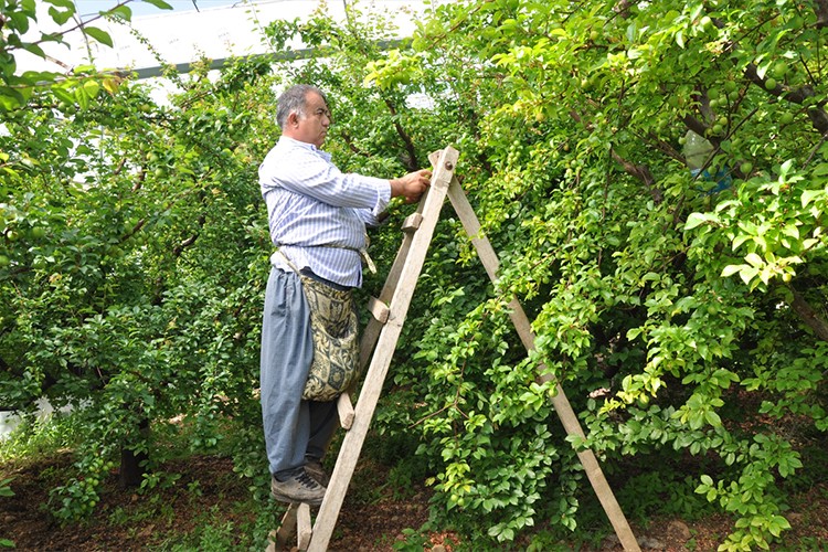 Mersin'de örtü altında erik hasadı devam ediyor