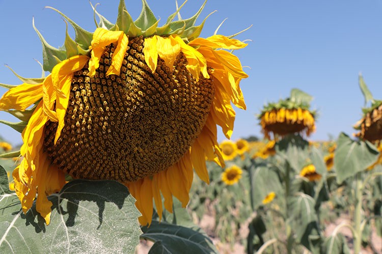 Ayçiçeğinin yüzde 10'u Kırklareli'nde üretiliyor
