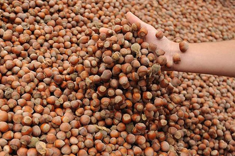 Ticaret borsalarında 6 ayda 479 bin tonu aşkın fındık işlem gördü