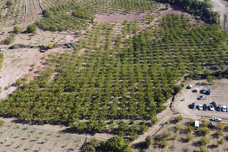 Bilecik'te ceviz üretim alanı 4 yılda iki katına yaklaştı