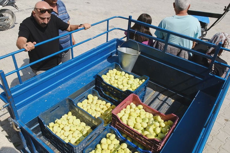 Mersin'de beyaz incir hasadı sürüyor