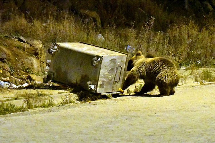 Bozayılar şehir merkezine indi