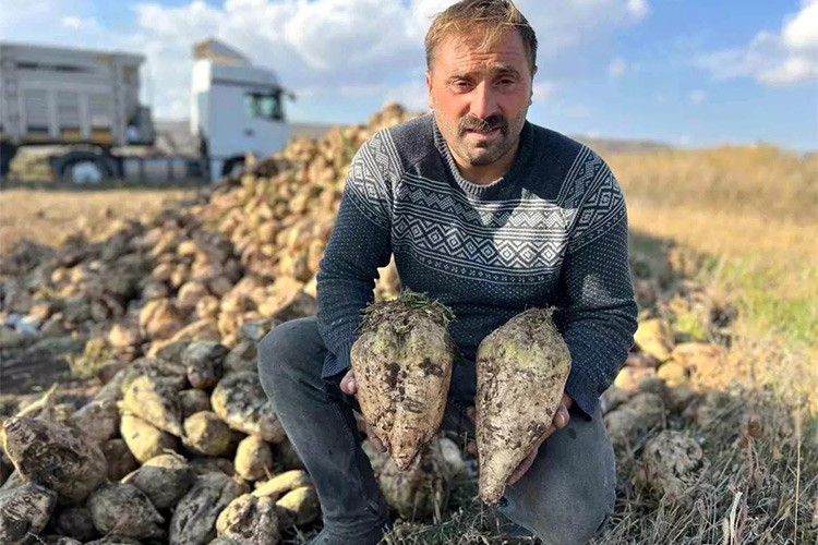 100 bin ton şeker pancarı hasat ediliyor