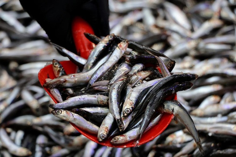 Hamsi avcılığı için izin alma süresi 6 Eylül'de doluyor