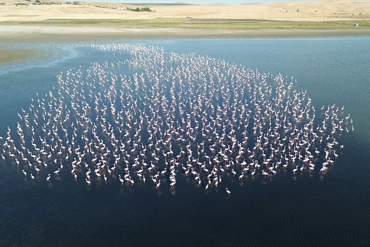 Yozgat'ta flamingolar jandarma ekiplerince korunuyor