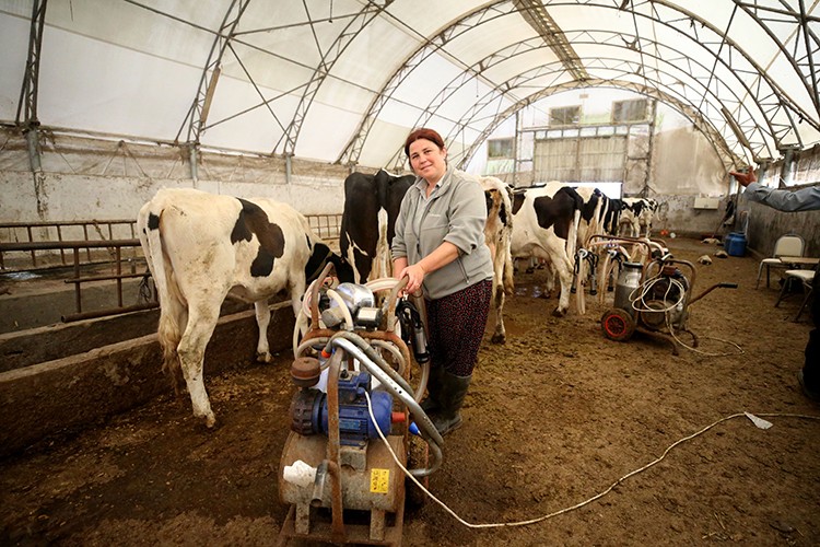 Köyün süt üretimi 5 yılda yaklaşık iki kat arttı