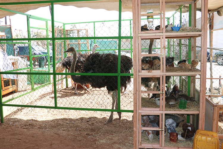 Tarımda Afrika çıkarması