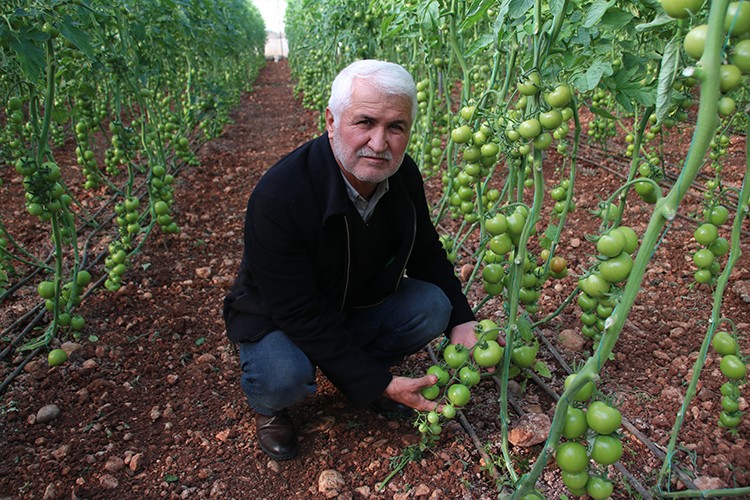 Çiftçinin yüzünü güldürüyor
