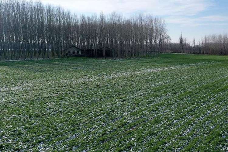 Yağmur ve kar tarıma olumlu yansıyacak