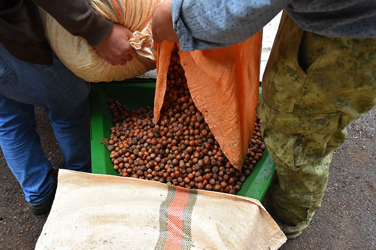 Fındık kurutma üniteleri üreticilerin işini kolaylaştırdı