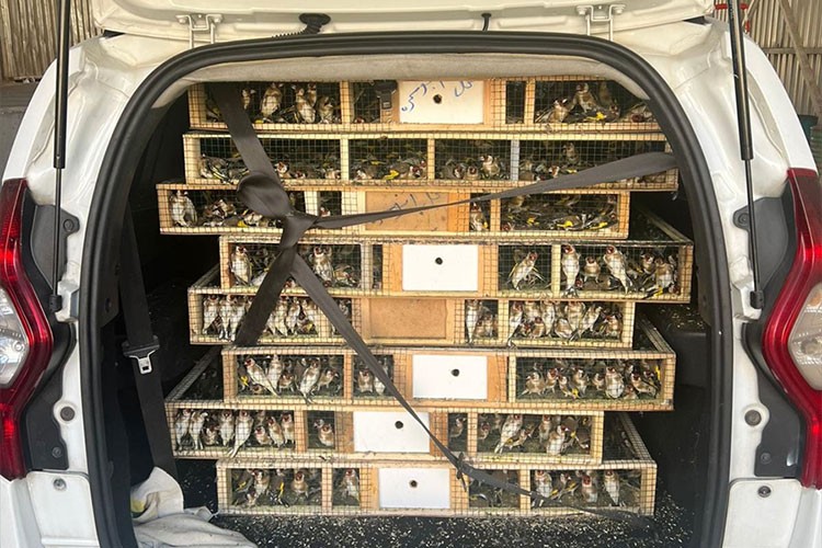 Gümrükte bir araçta 6 bin 500 saka kuşu ele geçirildi