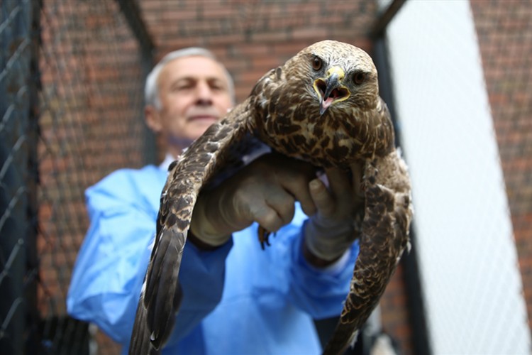 Kanadına kemik nakledilen şahin doğaya salındı