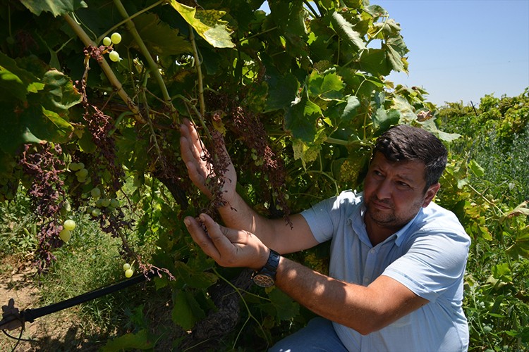 Manisa'da üzüm bağlarını "mildiyö" sardı