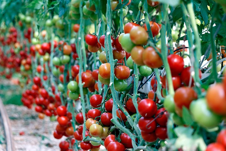 Türkiye'den 9 ayda 264 milyon 771 bin dolarlık domates ihracatı