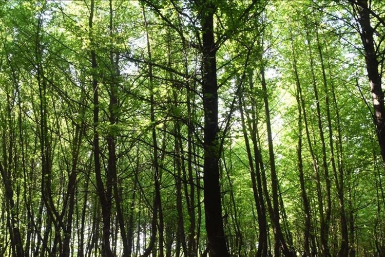 İstanbul Orman İnovasyon Haftası yarın başlıyor