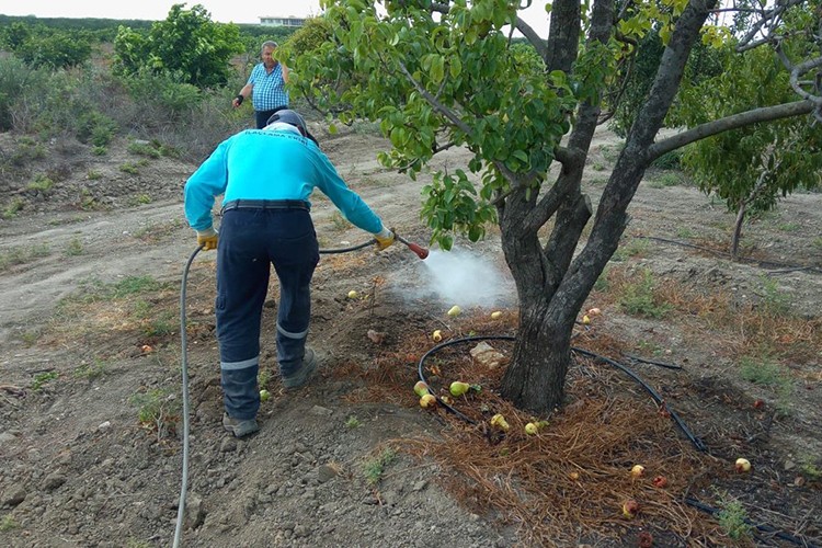 Meyve sineği uyarısı