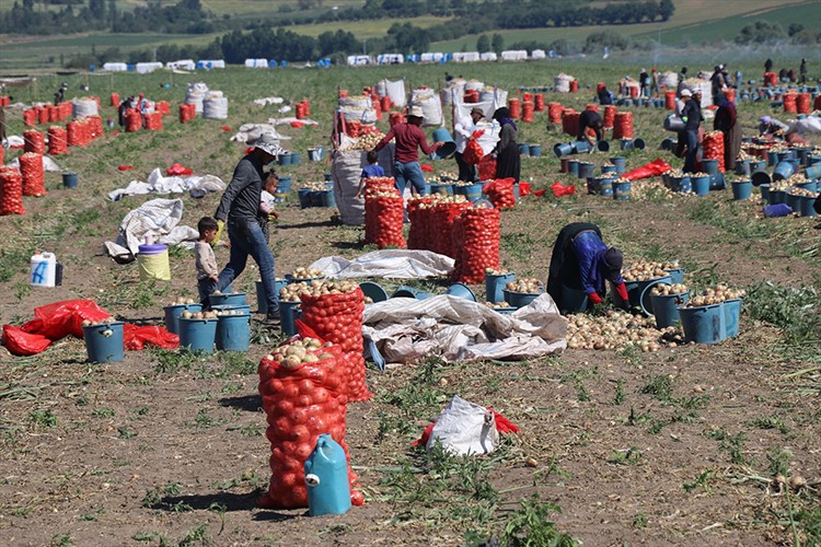Manavgat'ta erkenci kiraz hasadı başladı